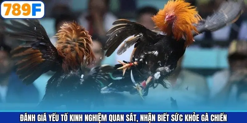 Đánh giá yếu tố kinh nghiệm quan sát, nhận biết sức khỏe gà chiến