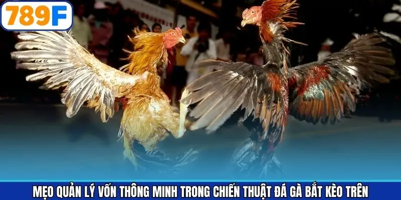 Mẹo quản lý vốn khi đá gà bắt kèo trên