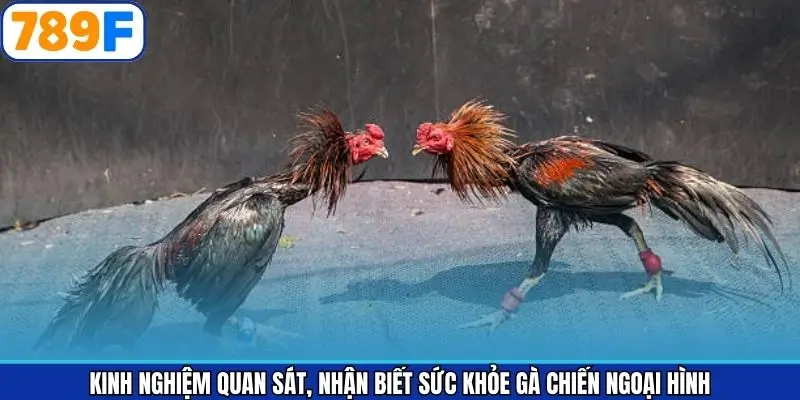 Ngoại hình gà chiến khi đánh giá thể trạng