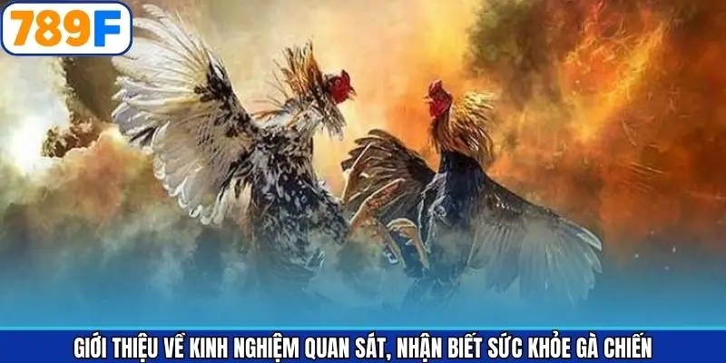 Tổng quan về nhận diện gà chiến