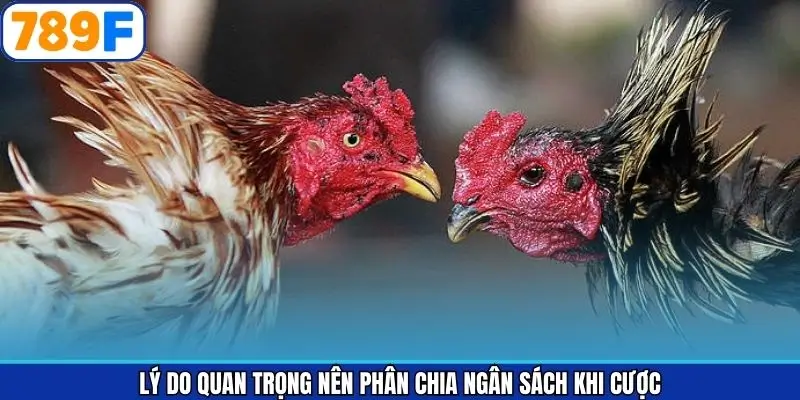 Ưu điểm việc quản lý vốn thông minh khi đá gà bắt kèo